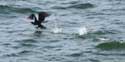 Cormorant Sozopol / Bulgaria: 