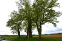 Saint Ann's Linden and Saint Ann's Chapel VILLERS-LE-GAMBON in PHILIPPEVILLE / BELGIUM: 