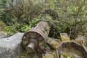 Remains of Watermill  (in Bouffioulx) CHATELET / BELGIUM: 