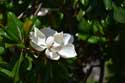 Tree Dubrovnik in Dubrovnic / CROATIA: 