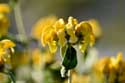 Flowers Dubrovnik in Dubrovnic / CROATIA: 