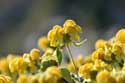 Flowers Dubrovnik in Dubrovnic / CROATIA: 