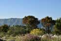 Trees Dubrovnik in Dubrovnic / CROATIA: 