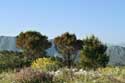 Trees Dubrovnik in Dubrovnic / CROATIA: 