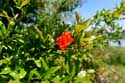 Flowers Bajovci in Capljina / Bosnia-Herzegovina: 