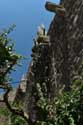 Giant Cactus in front of Ina Appartment Ston / CROATIA: 