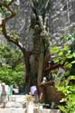 Giant Cactus in front of Ina Appartment Ston / CROATIA: 