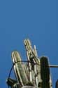 Giant Cactus in front of Ina Appartment Ston / CROATIA: 