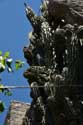 Giant Cactus in front of Ina Appartment Ston / CROATIA: 