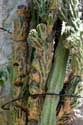 Cactus Gant face  l'Appartement Ina Ston / CROATIE: 