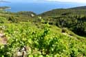 Wineyard Pijavicino in DubrovnikNeretva / CROATIA: 