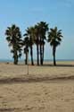 Beach with Palm Trees Coma-Ruga / Spain: 