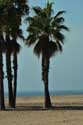 Strand met Palmbomen Coma-Ruga / Spanje: 