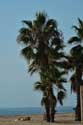 Beach with Palm Trees Coma-Ruga / Spain: 