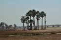 Plage avec Palmiers Coma-Ruga / Espagne: 