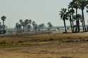 Plage avec Palmiers Coma-Ruga / Espagne: 