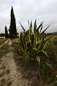 Plants Francs in Roda de Ber / Spain: 