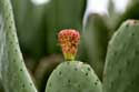 Cactus Francs  in Roda de Ber / Spanje: 