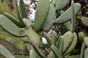 Cactus Francs  Roda de Ber / Espagne: 