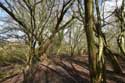 Marais de Jette - Ganshoren et Molenbeek JETTE photo: 