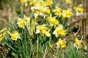 Forest full of Daffodil VODELE in DOISCHE / BELGIUM: 