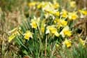 Forest full of Daffodil VODELE in DOISCHE / BELGIUM: 