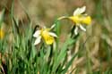 Forest full of Daffodil VODELE in DOISCHE / BELGIUM: 