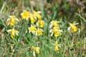 Forest full of Daffodil VODELE in DOISCHE / BELGIUM: 