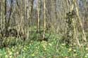 Forest full of Daffodil VODELE in DOISCHE / BELGIUM: 