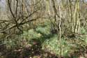 Forest full of Daffodil VODELE in DOISCHE / BELGIUM: 