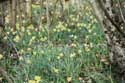 Forest full of Daffodil VODELE in DOISCHE / BELGIUM: 