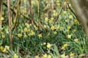 Forest full of Daffodil VODELE in DOISCHE / BELGIUM: 