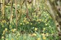 Forest full of Daffodil VODELE in DOISCHE / BELGIUM: 