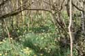 Forest full of Daffodil VODELE in DOISCHE / BELGIUM: 