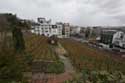 Montmartre Vineyard Paris / FRANCE: 