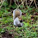 Squirrel Leeds / United Kingdom: 