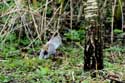 Eekhoorn Leeds / Engeland: 