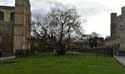 Catalpa Arbre Rochester / Angleterre: 