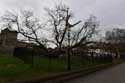 Catalpa Tree Rochester / United Kingdom: 