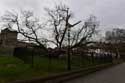 Catalpa Arbre Rochester / Angleterre: 