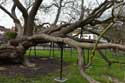 Catalpa Boom Rochester / Engeland: 