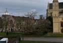 Catalpa Boom Rochester / Engeland: 