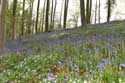 Hallerbos met boshyacinten HALLE / BELGI: 