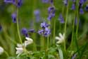 Hallerbos met boshyacinten HALLE / BELGI: 