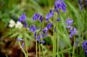 Hallerbos met boshyacinten HALLE / BELGI: 