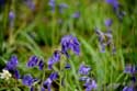 Hallerbos met boshyacinten HALLE / BELGI: 