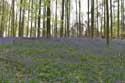 Hallerbos met boshyacinten HALLE foto: 