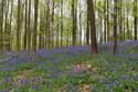 Hallerbos met boshyacinten HALLE / BELGI: 