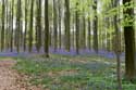 Hallerbos met boshyacinten HALLE foto: 