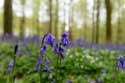 Hallerbos met boshyacinten HALLE / BELGI: 